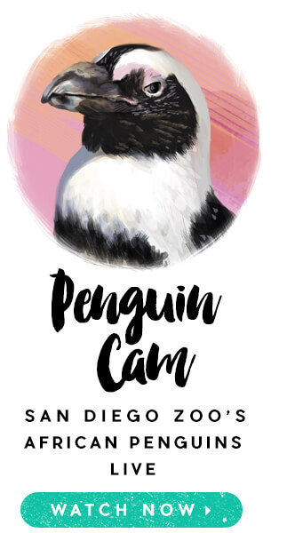 Penguin Cam: San Diego Zoo's African Penguins Live. Watch Now.