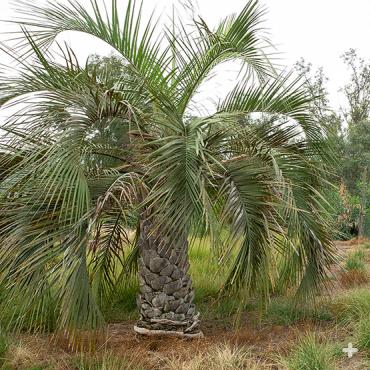 Pindo jelly palm pair.