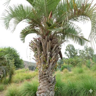 Pindo jelly palm.