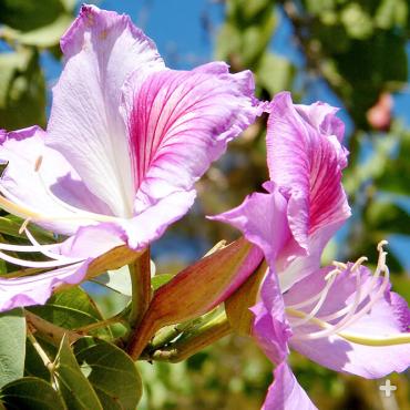 Pink orchid flowers