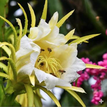 Pitaya flower
