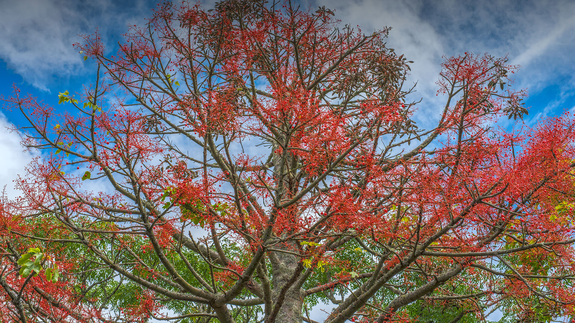 Illawarra Flame Tree