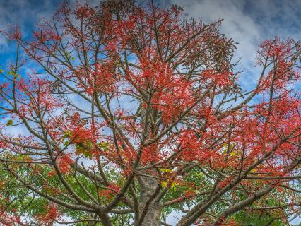 Illawarra Flame Tree