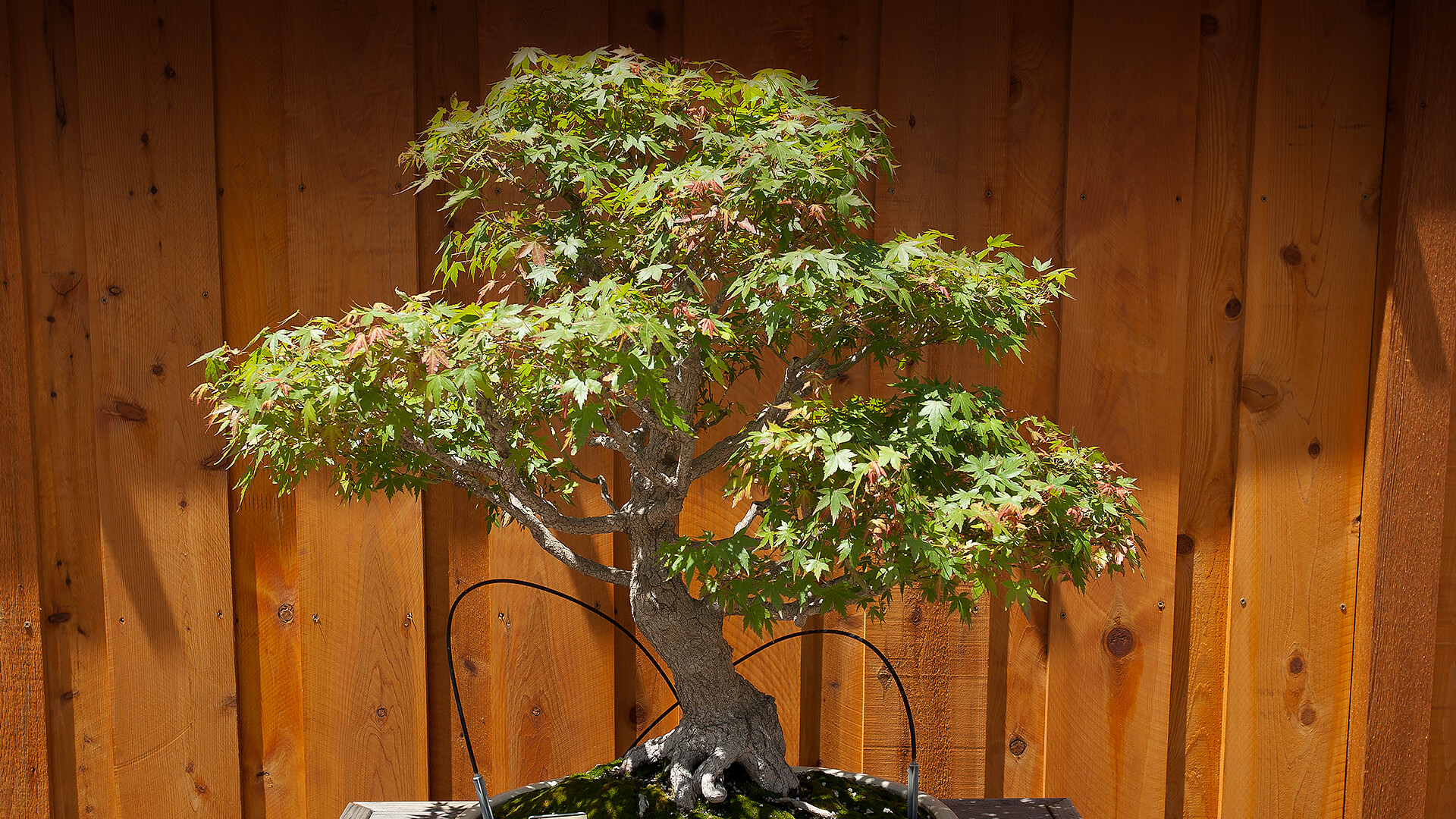 Bonsai maple at the San Diego Zoo Safari Park.