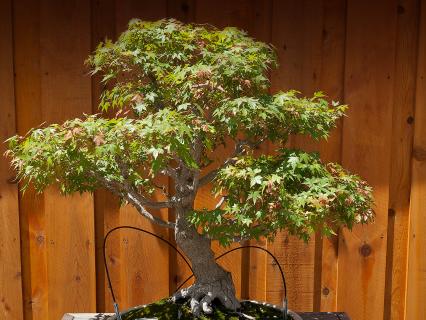 Bonsai maple at the San Diego Zoo Safari Park.