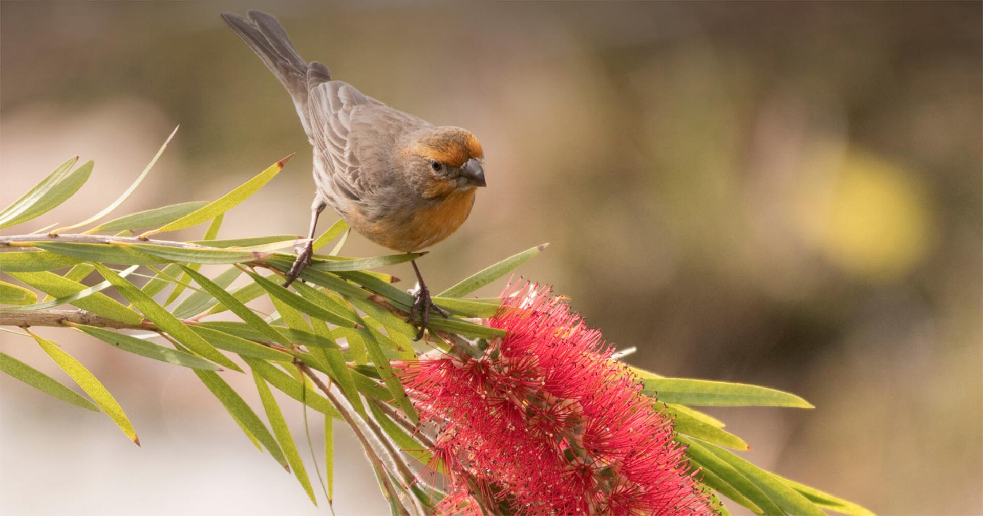 Finch sitting on a bottlebrush branch