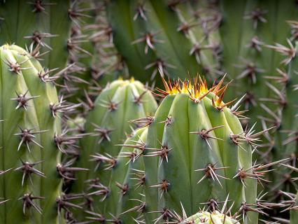 Cochal cactus