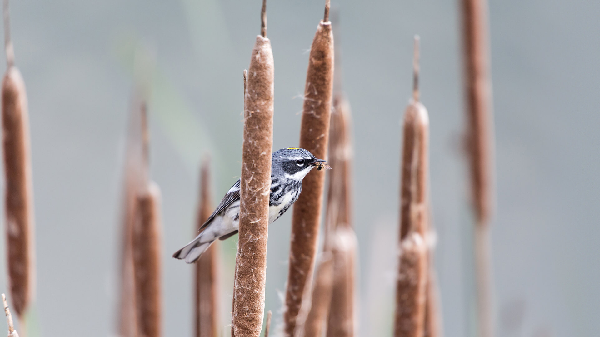 Yellow-rumped warbler with a bee in its beak sitting on a cattail in B.C. Canada