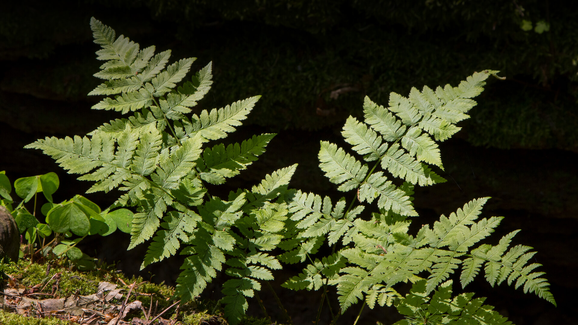 Oak Fern (Gymnocarpium dryopteris (L.) Newman