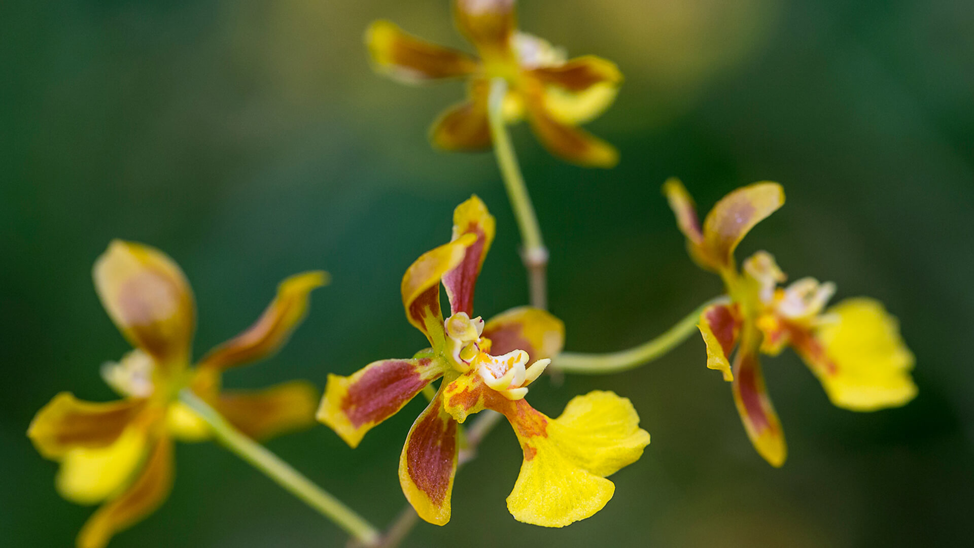 Close-up of yellow and maroon orchid flowers