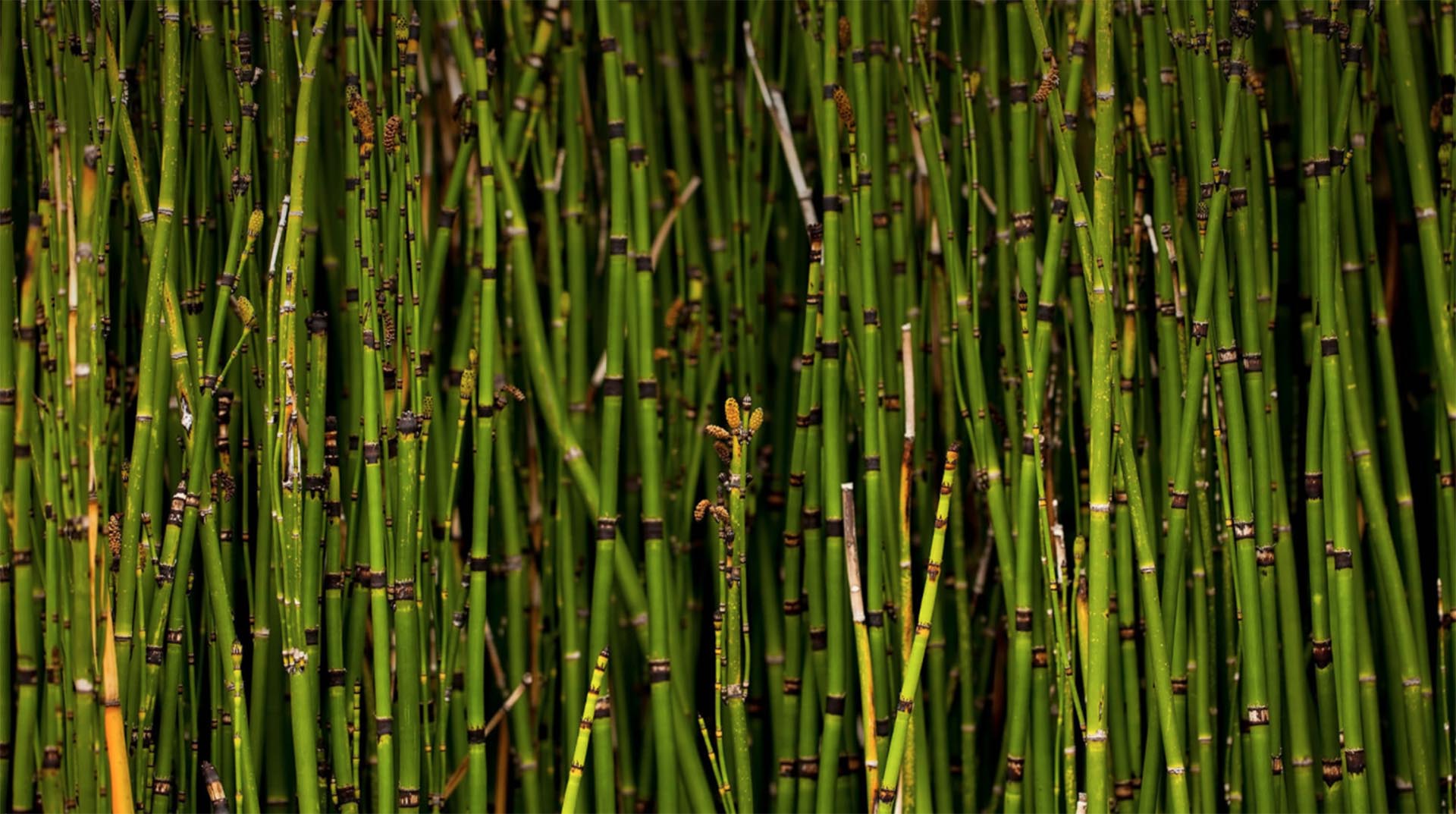 A dense growth of horsetail reed