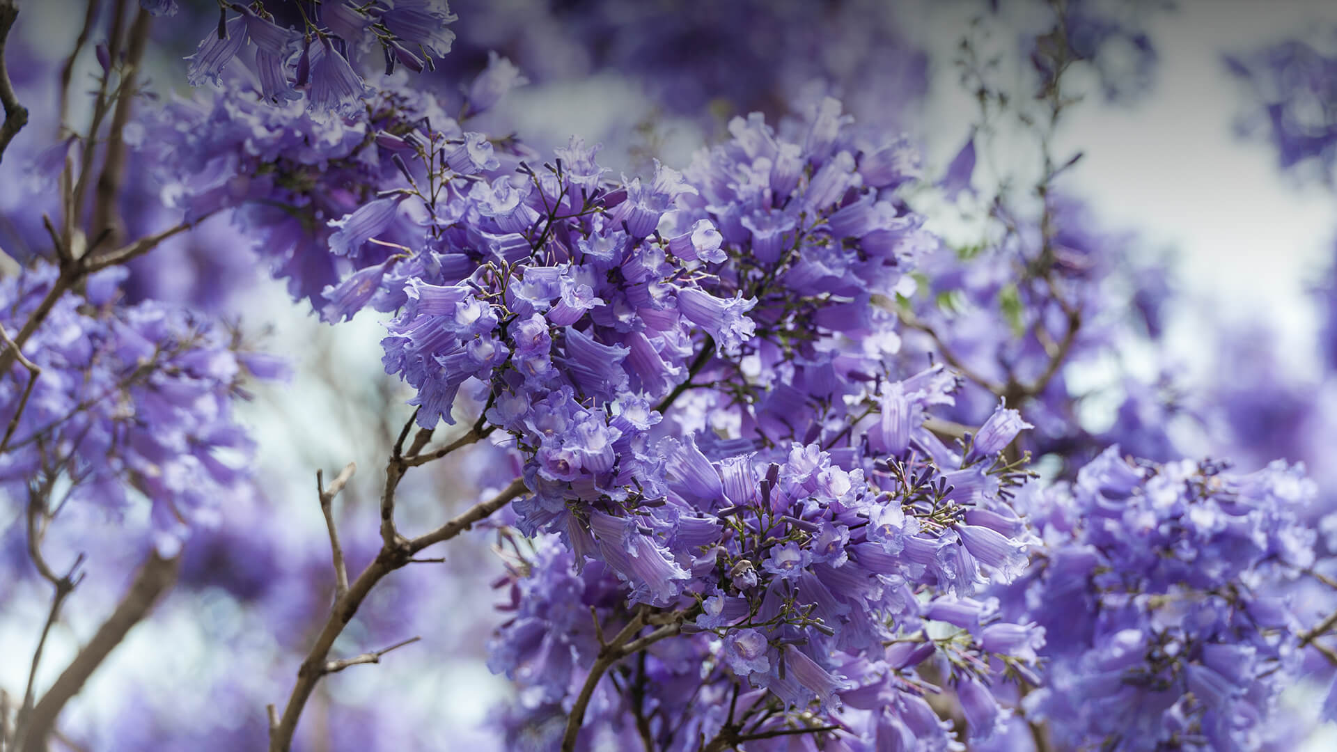 Purple-flowered jacaranda tree
