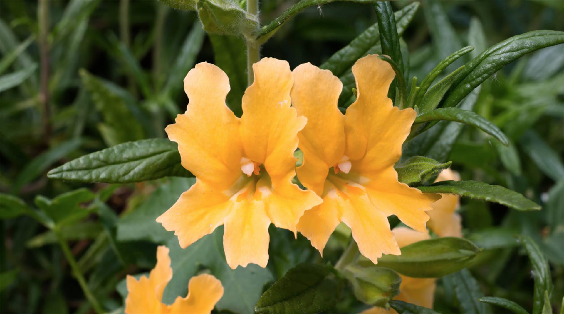 Diplacus aurantiacus, Sierra monkeyflower