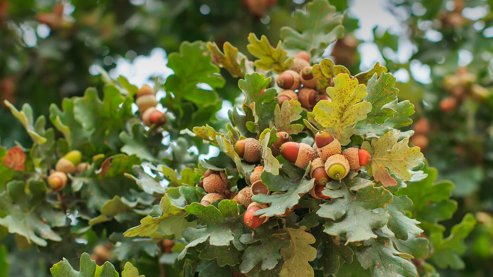 Acorns growing on an oak tree