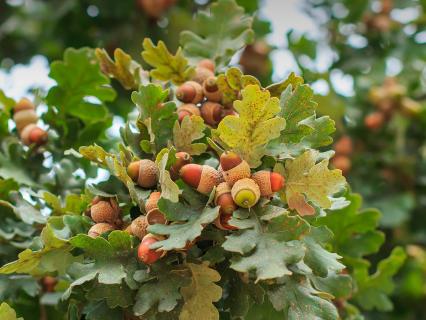 Acorns growing on an oak tree