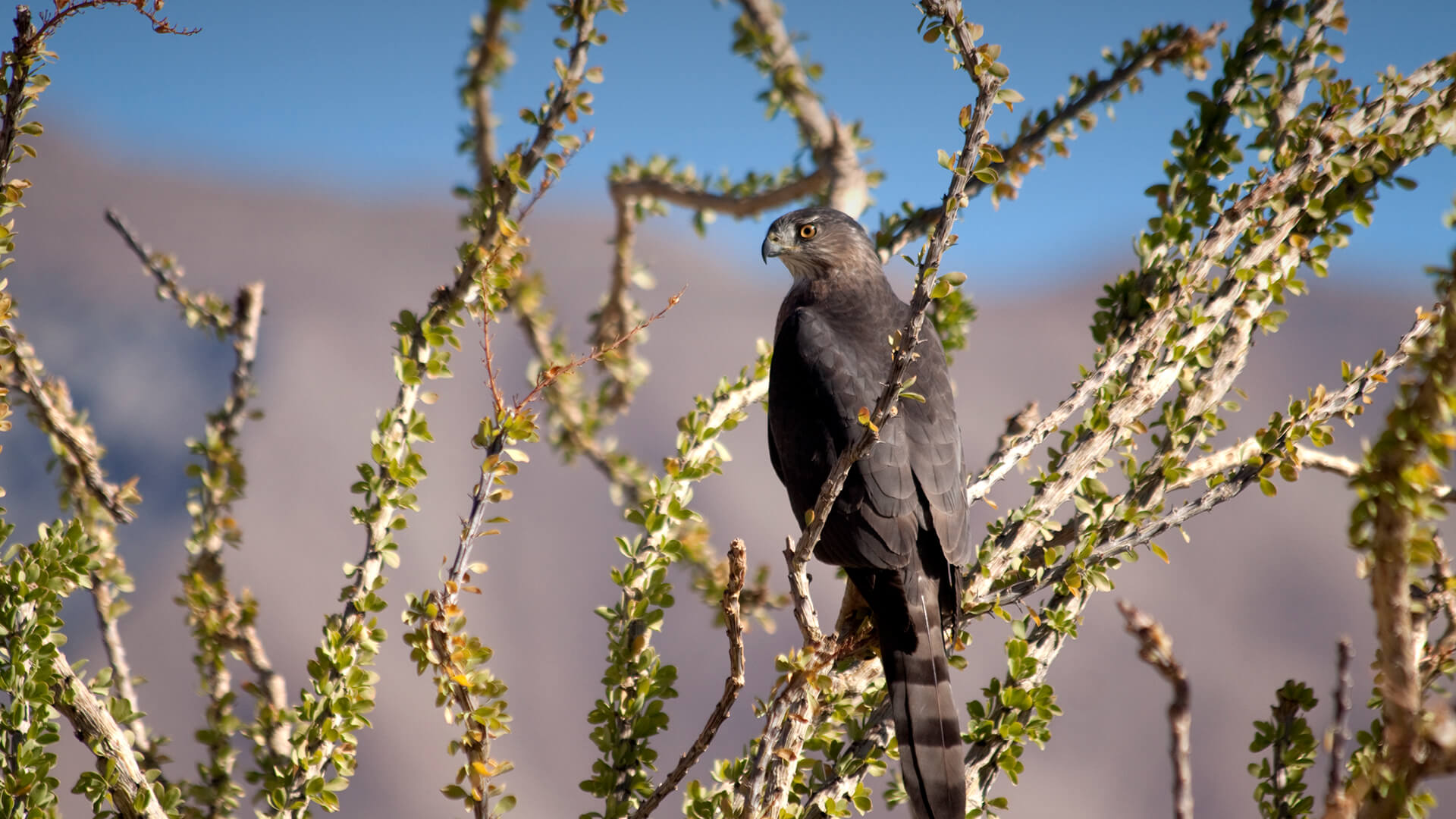 A hawk perches on an ocotillo in the desert.