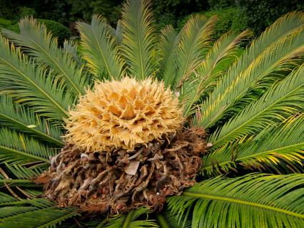 Close-up on the center of a cycad