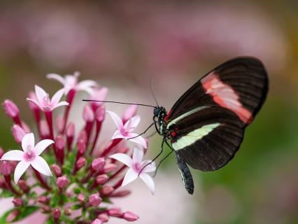 Butterfly sitting on a cluster of pink pentas flowers.