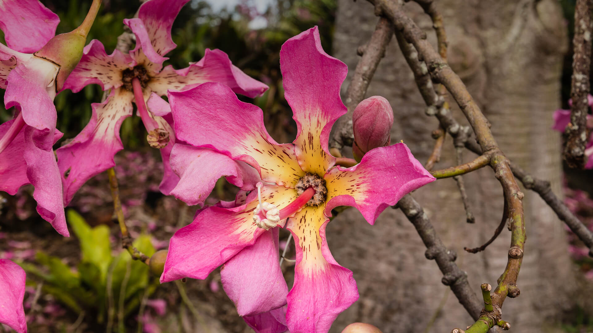Pink silk floss tree blooms