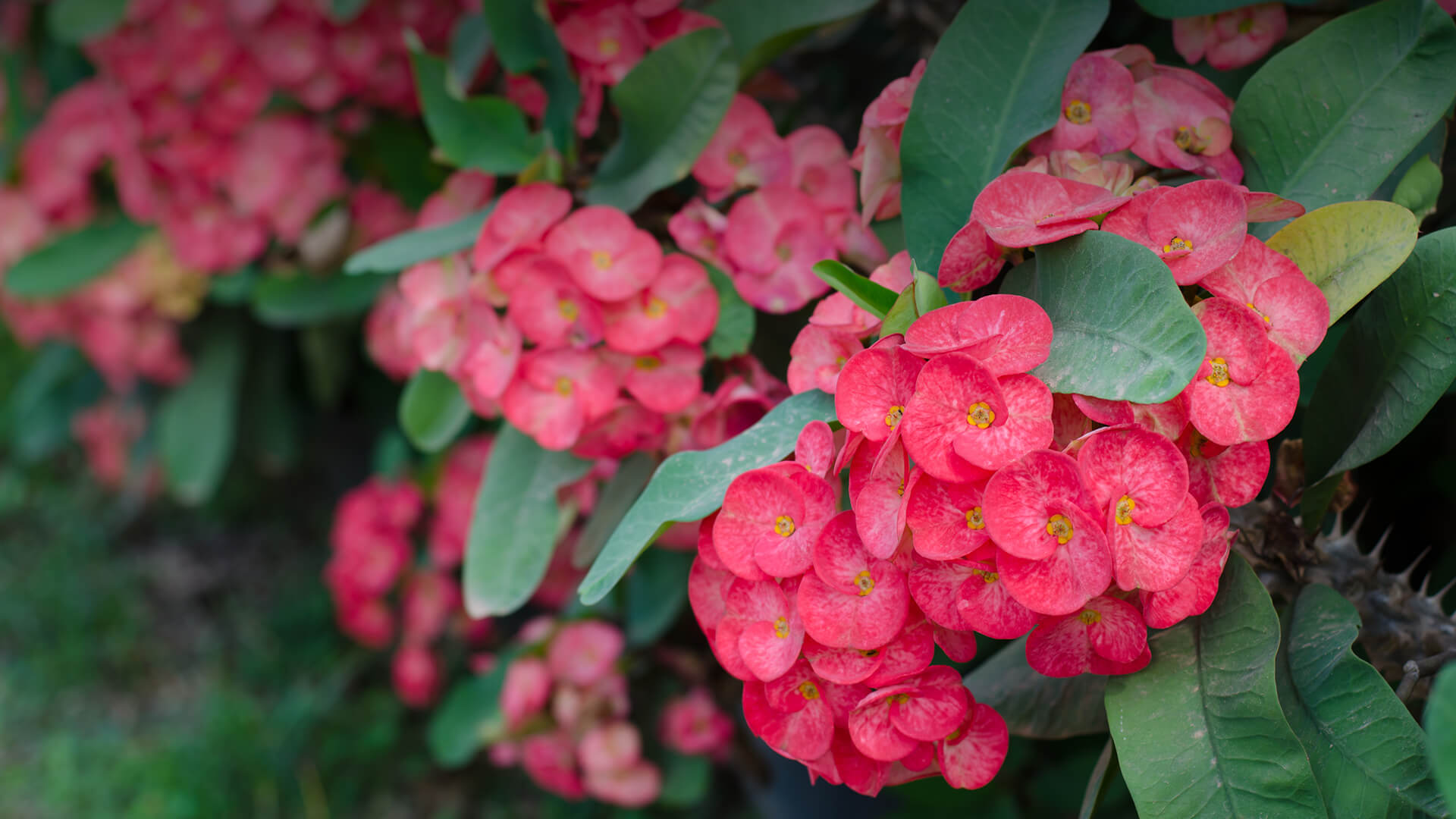 Crown-of-thorns shrub