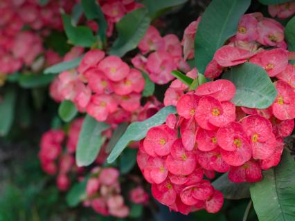 Crown-of-thorns shrub