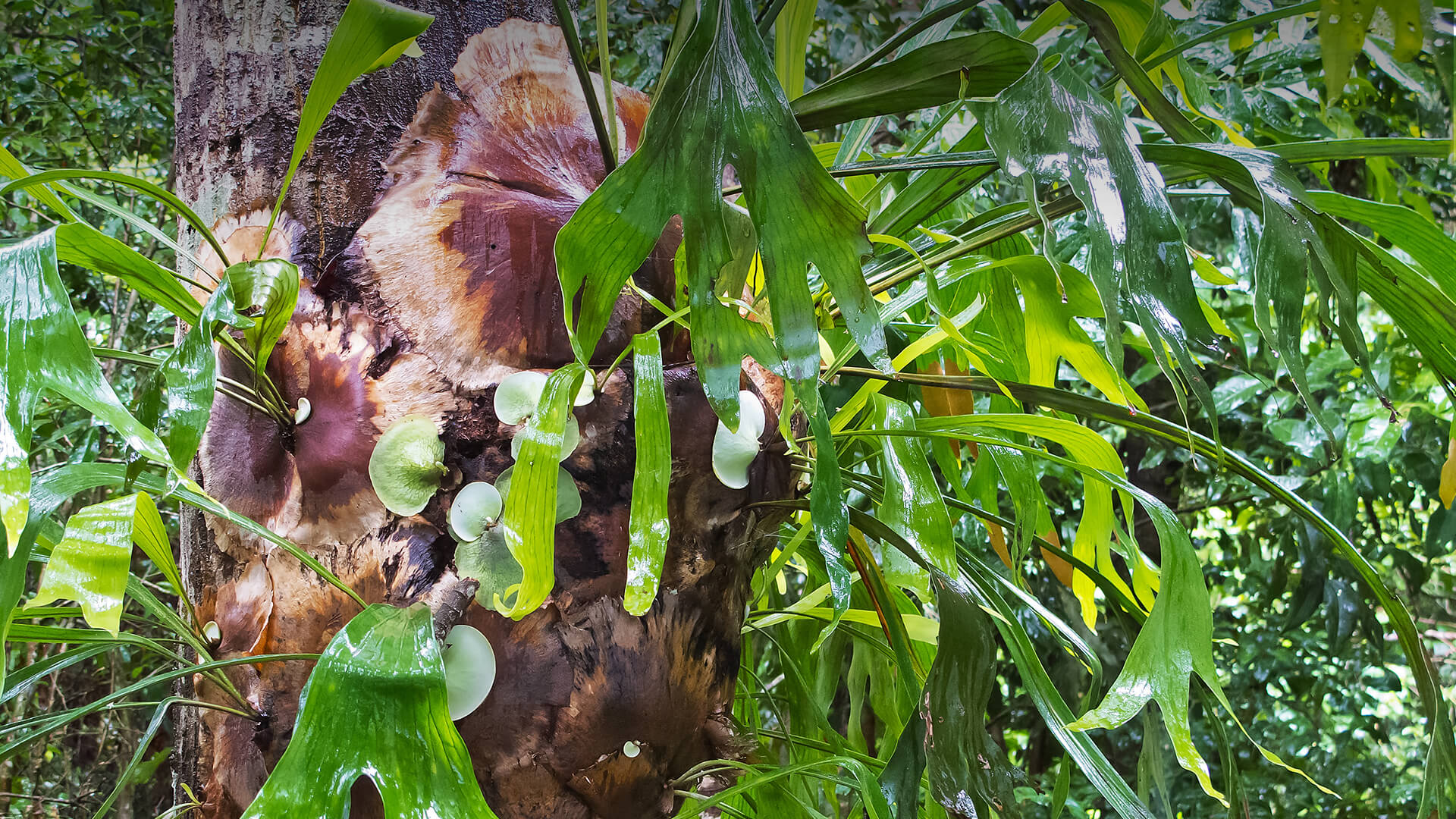 Large staghorn fern growing on a tree trunk.