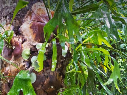 Large staghorn fern growing on a tree trunk.