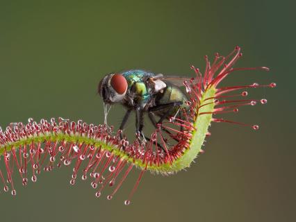 A common fly trapped by a sundew