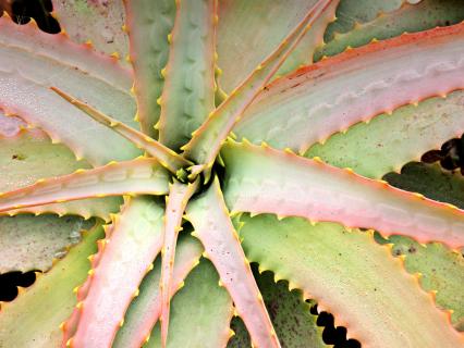 Wild Aloe ferox