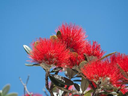New Zealand Christmas Tree flowers