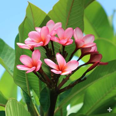 Pink plumeria