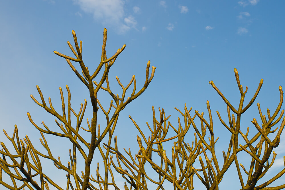 Plumeria tree with no leaves