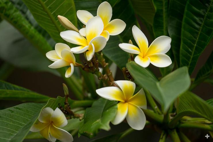 Yellow plumeria blooms