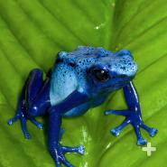 Thousands of blue poison frogs have been smuggled into pet shops all over the world, causing a swift decline in their native habitat.