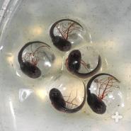 Poison frog eggs hatch into tadpoles in about two to four weeks.