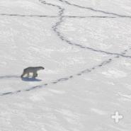 Except for females with cubs, polar bears are solitary.