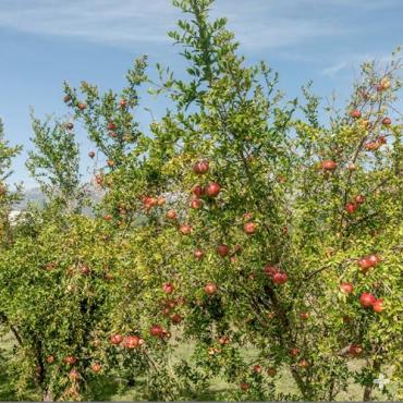 Pomegranate trees