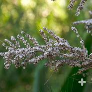 Male ponytail palms produce clusters of creamy white or yellow blossoms, while the female tree's flowers are pink and produce seeds.
