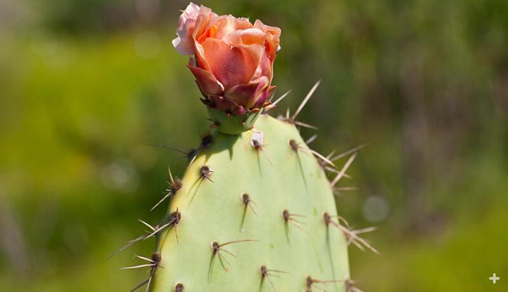 Prickly pear cactus in bloom