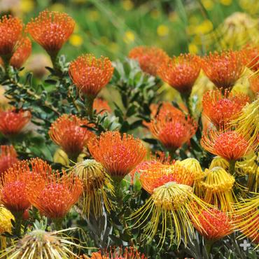 Pincushion and skyrocket protea