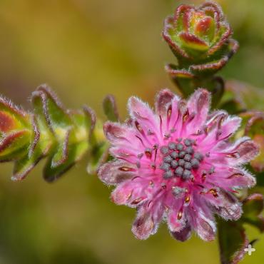 Silky puff protea