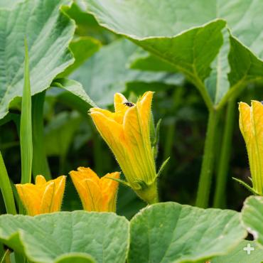 Pumpkin blossoms 