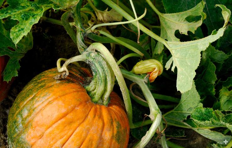 Growing pumpkin