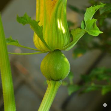 Pumpkin forming under blossom.