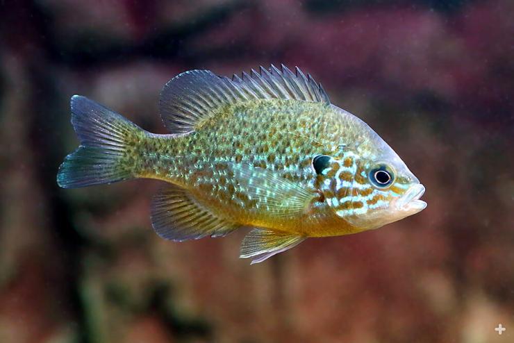 Pumpkinseed sunfish