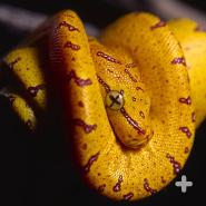 Green tree pythons are yellow or red when they hatch. They take the adult’s green color at between six months and two years of age.