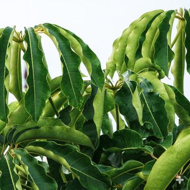 Queensland umbrella tree leaves.