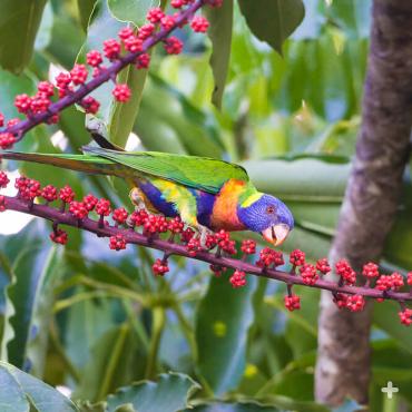 Lorikeet eating Queensland umbrella tree fruit.