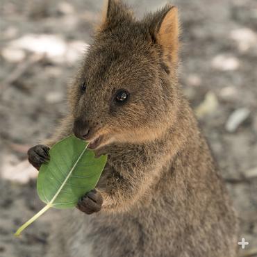 Quokka get their greens! 