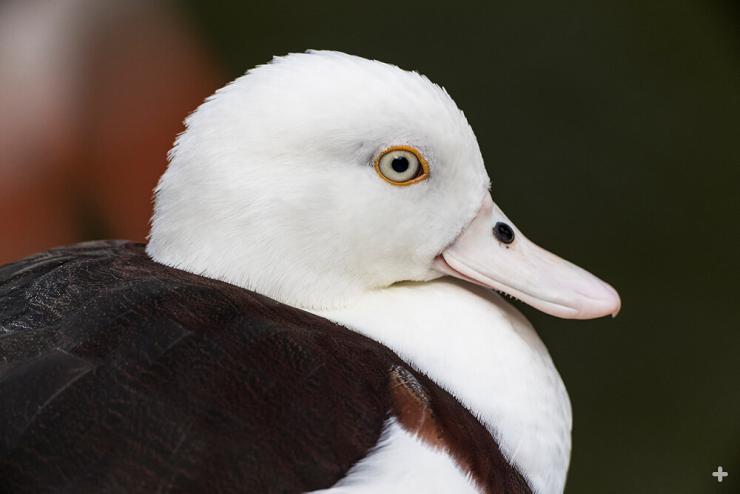 Radjah shelduck